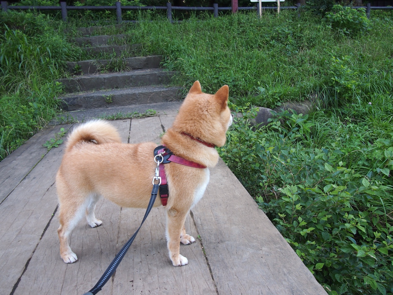 高校运动训练个性化方案设计,高校体育锻炼