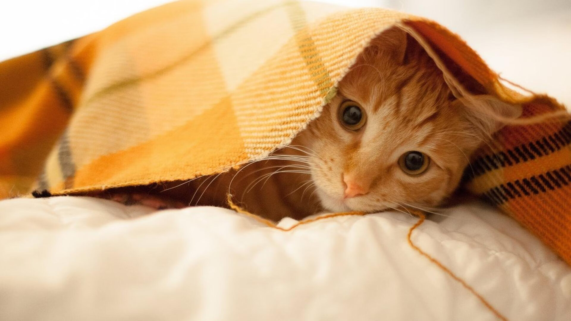 中超联赛中国队晋级 球迷群体积极互动，中超联赛所有队伍