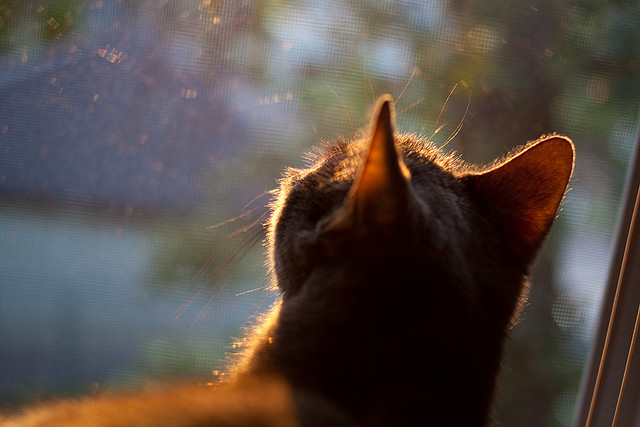 乐鱼电竞在线平台登录入口-技术数据展示该项目选手潜力巨大，技术展现
