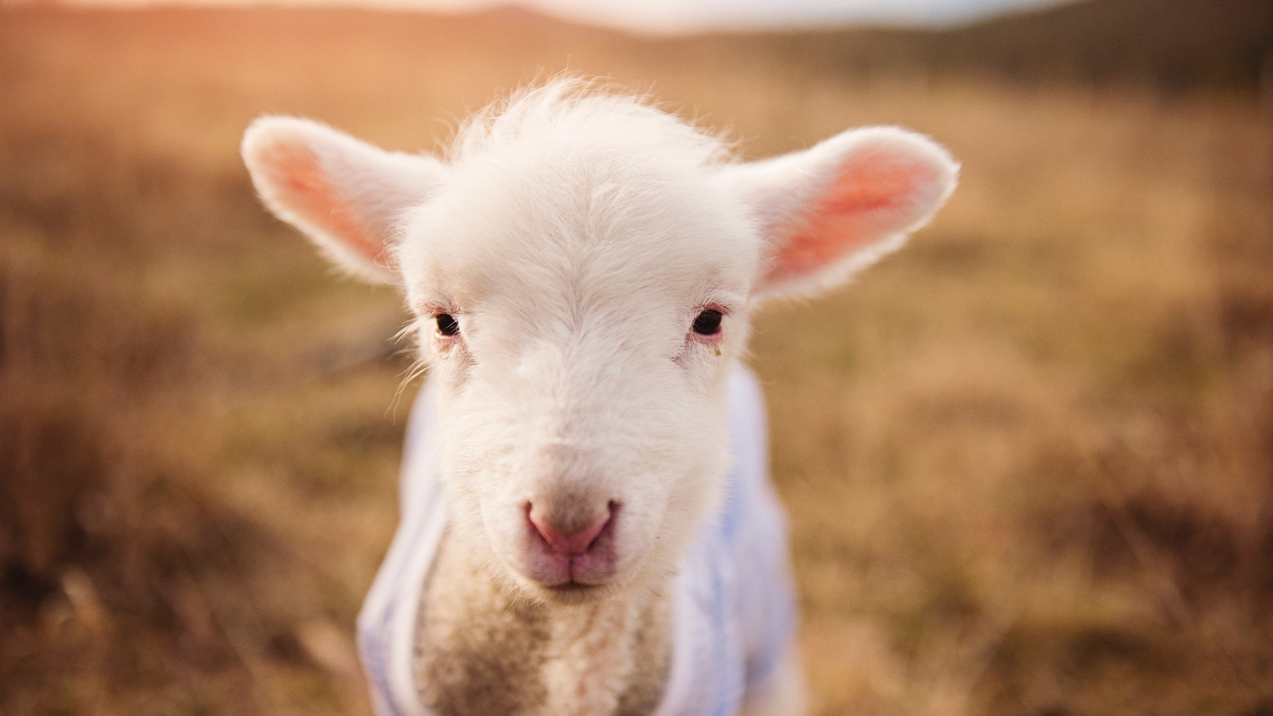 乌干达女篮在非洲锦标赛上奋勇冲击，迈向更高成就，乌干达女联