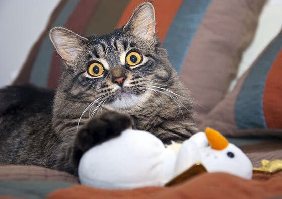 乐鱼电竞在线平台-凯尔特人社区访问活动受到球迷热烈欢迎，贴吧凯尔特人