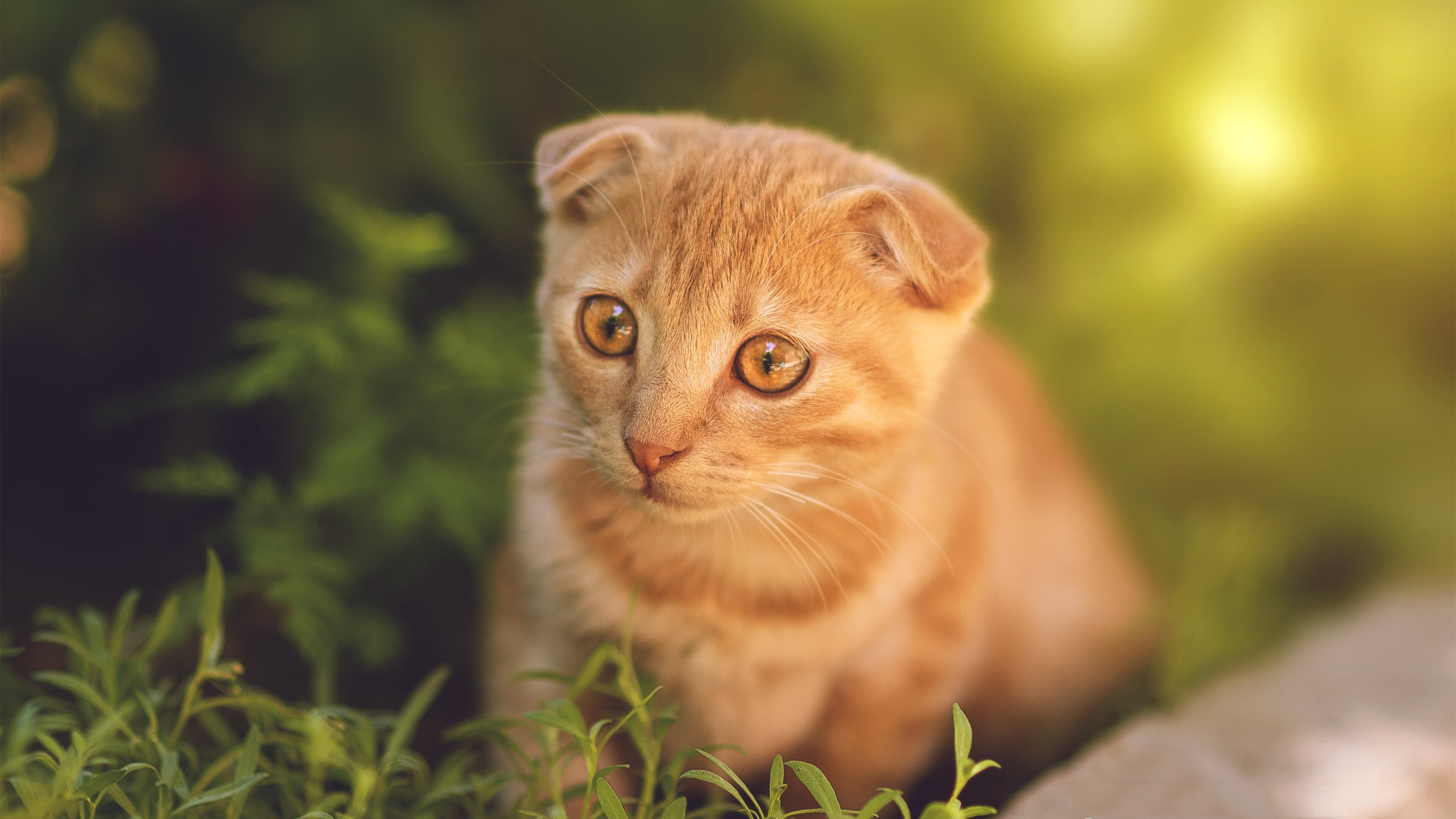 凯尔特人社区访问活动受到球迷热烈欢迎,贴吧凯尔特人