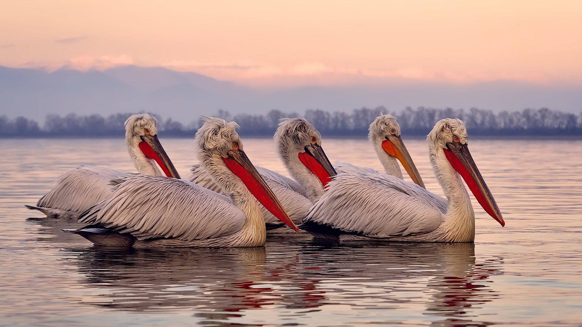弗朗索瓦·霍尔茨豪伊泽：他用智慧与技术，打破对方防线，助力南非队称霸