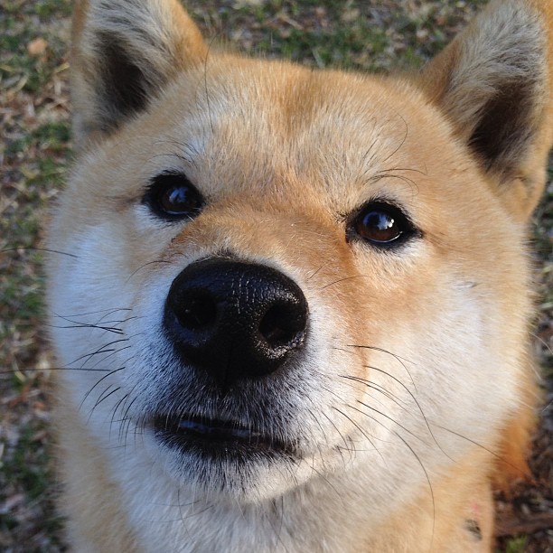 立陶宛再展传统篮风,内线统治力强劲,立陶宛的蓝球厉害吗