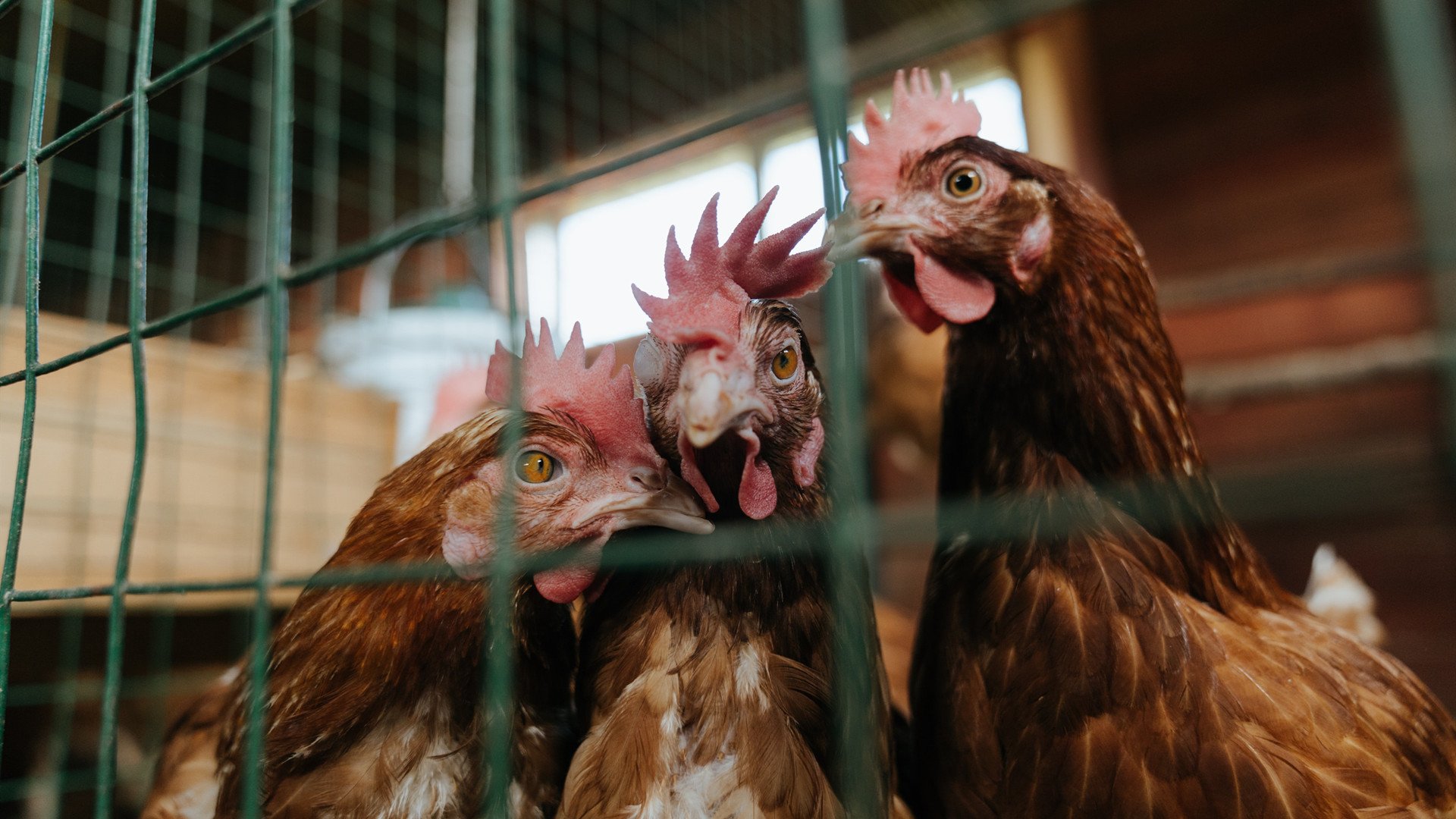 AI硬件补涨，“宁王”强势崛起，预示主线轮动？